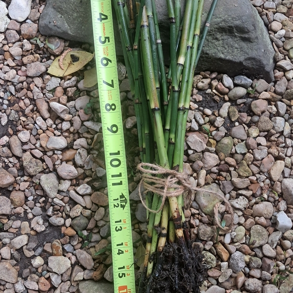 Horsetail, Approximately 25 Reeds w/ Roots - Picture 3 of 8